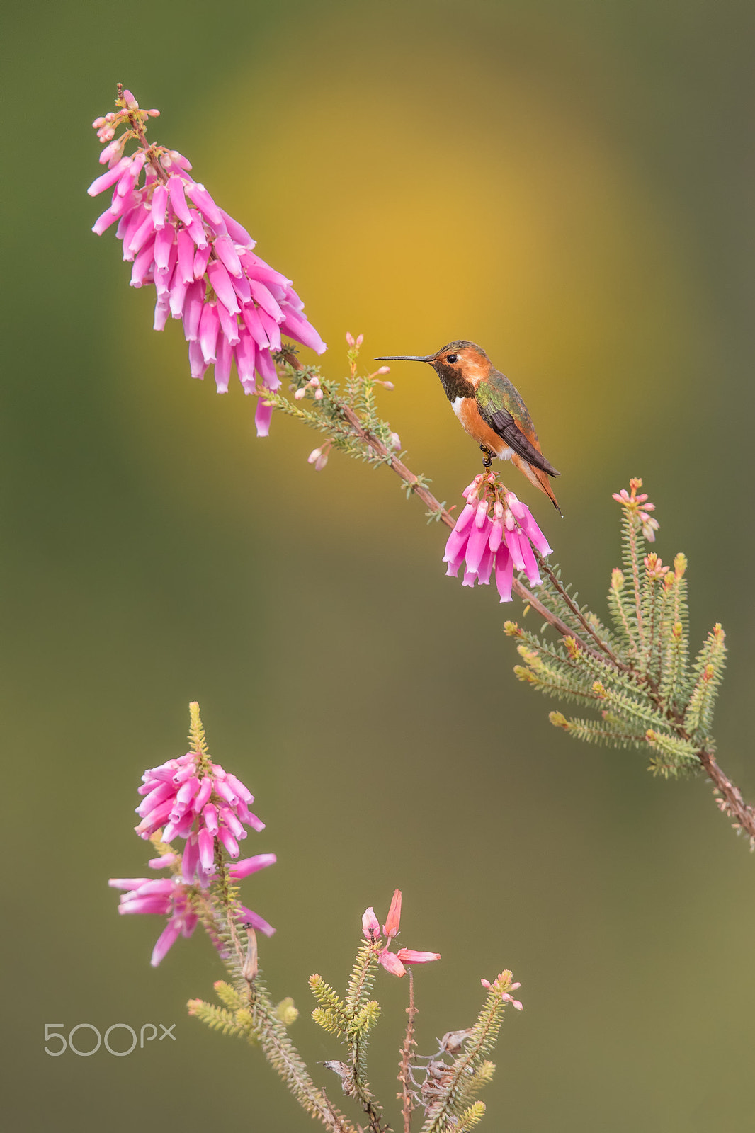 Canon EF 600mm F4L IS II USM sample photo. Perching beauty.. photography