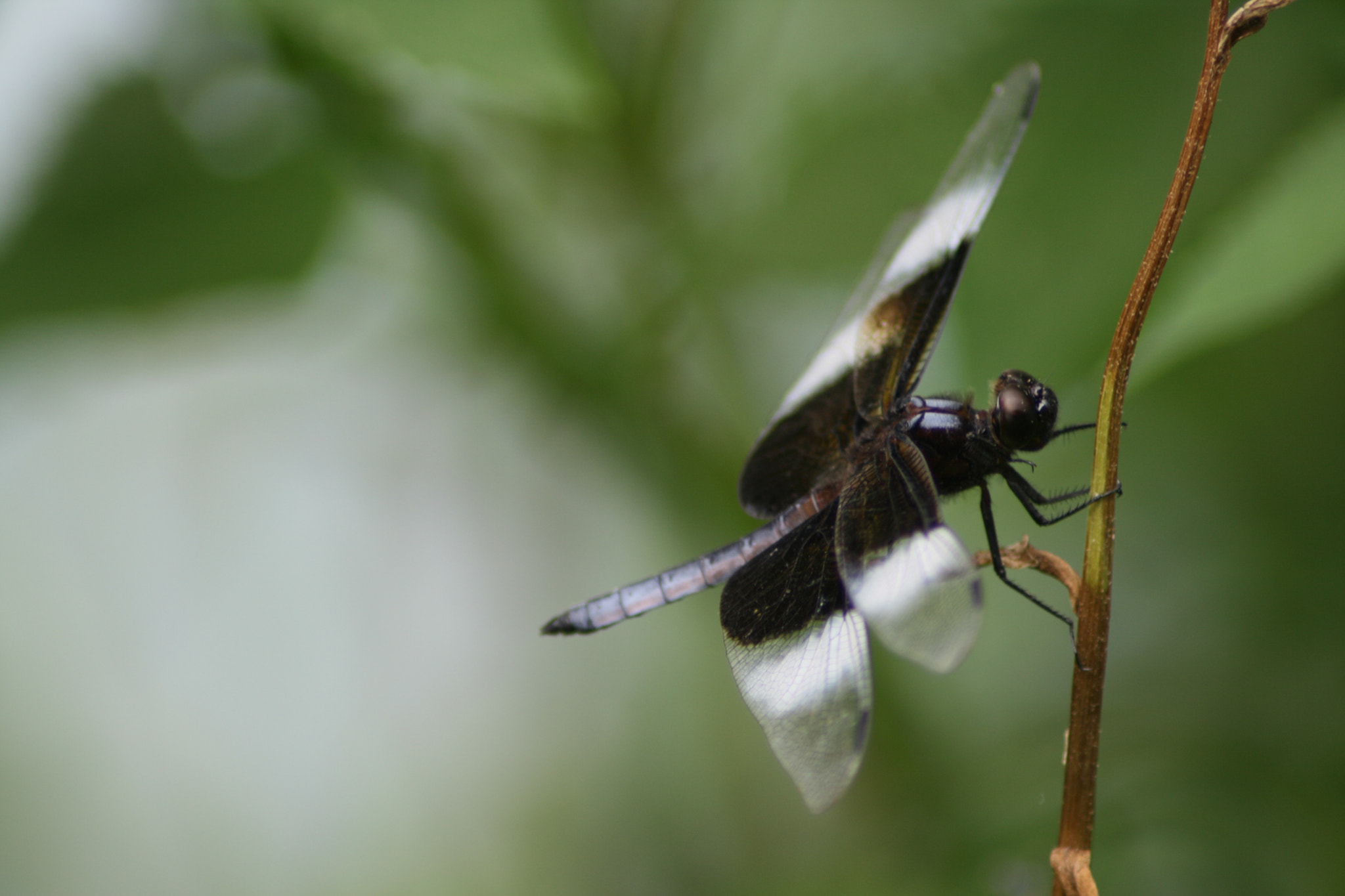 Canon EOS 400D (EOS Digital Rebel XTi / EOS Kiss Digital X) sample photo. Dragonfly photography