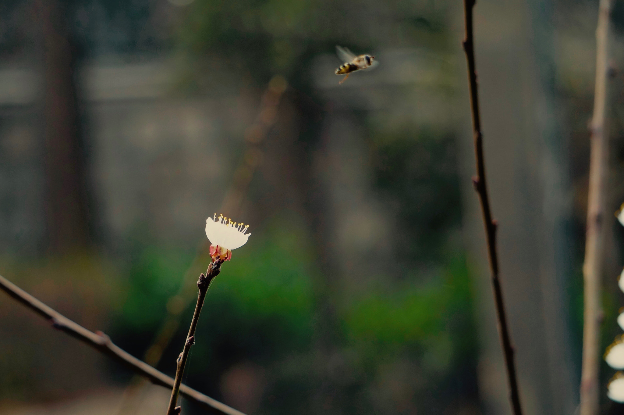 Sony Alpha NEX-3N sample photo. 守候 photography