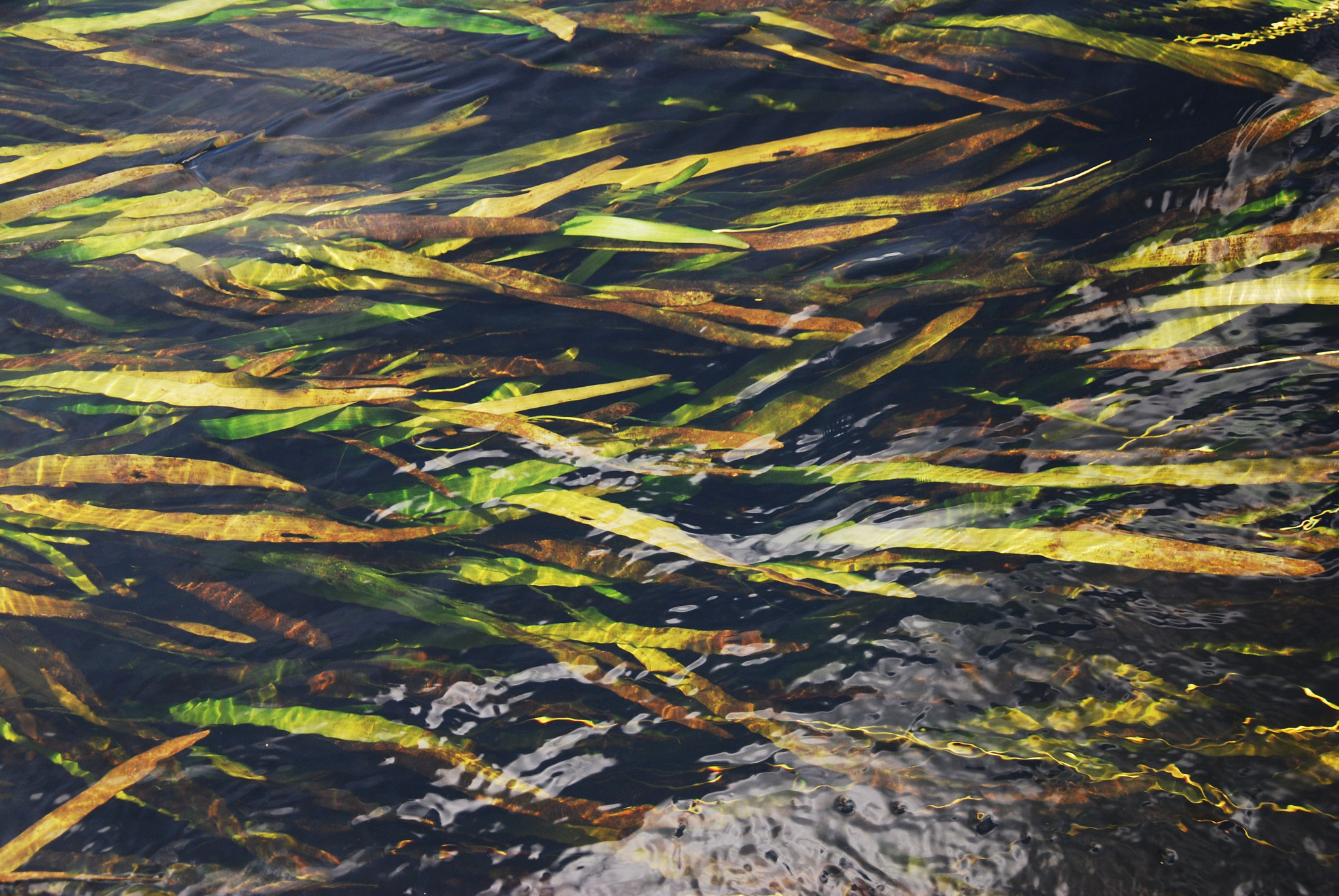 Nikon D40X sample photo. Under water river grass photography
