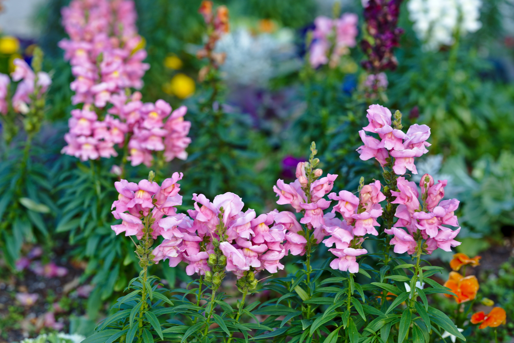 ZEISS Otus 85mm F1.4 sample photo. Pink snapdragon or antirrhinum photography