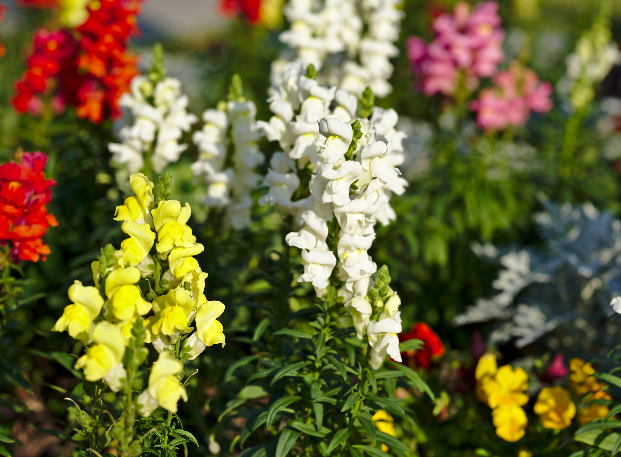 ZEISS Otus 85mm F1.4 sample photo. Multicolored snapdragons or antirrhinum photography