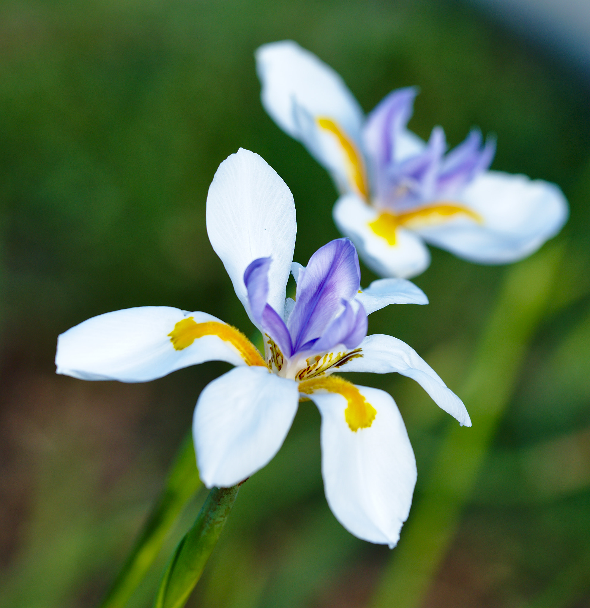 ZEISS Otus 85mm F1.4 sample photo. Two flowering african iris or dietes photography
