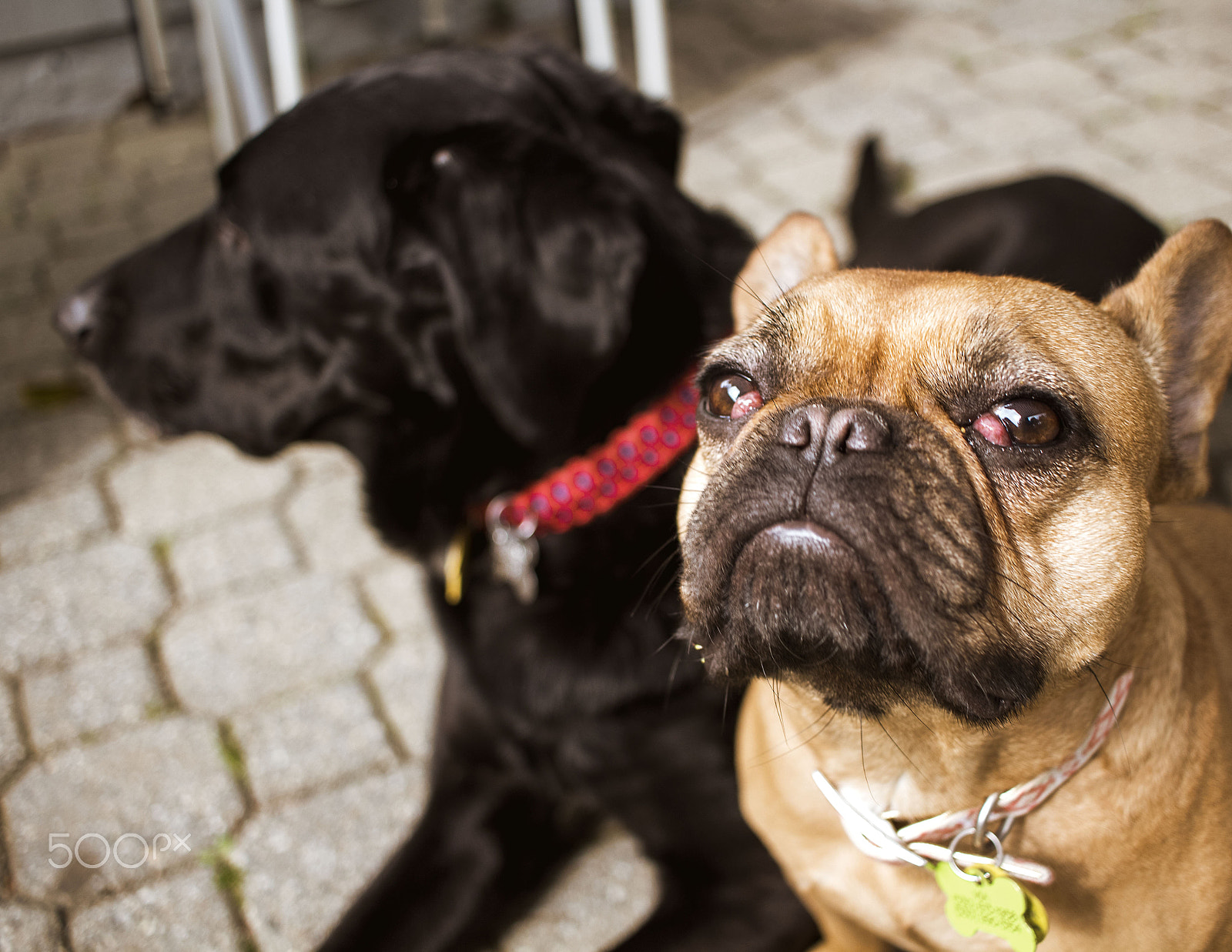 Canon EOS M2 + Canon EF-S 24mm F2.8 STM sample photo. Doggy personalities photography