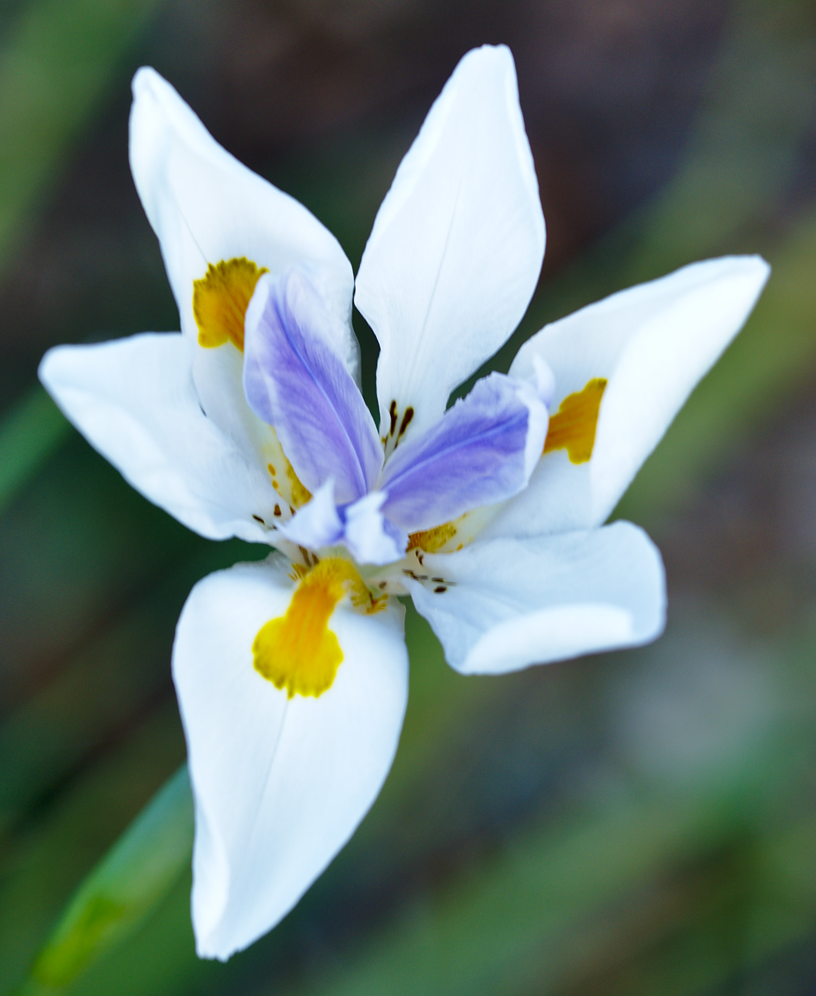 ZEISS Otus 85mm F1.4 sample photo. Portrait of an african iris photography