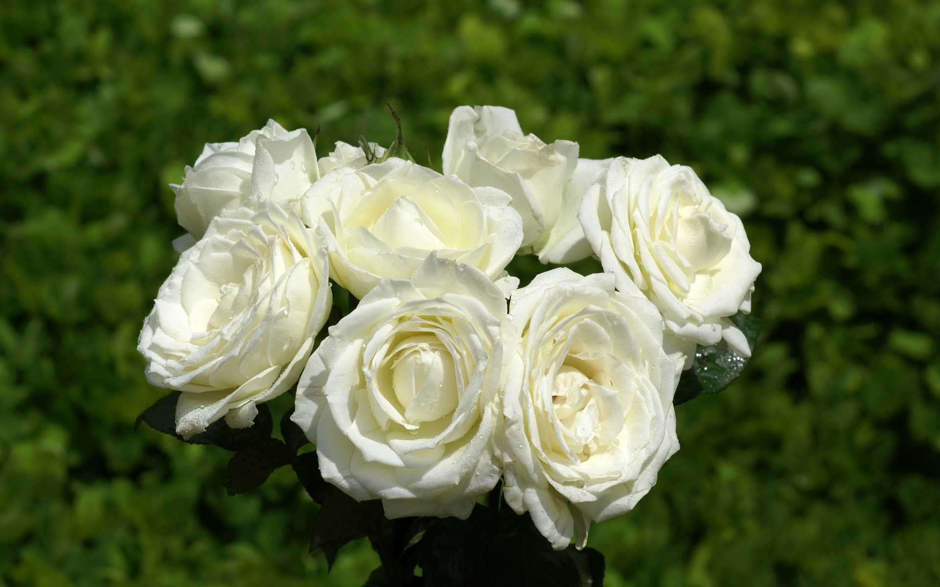 Sony Planar T* 85mm F1.4 ZA sample photo. Most beautiful roses photography