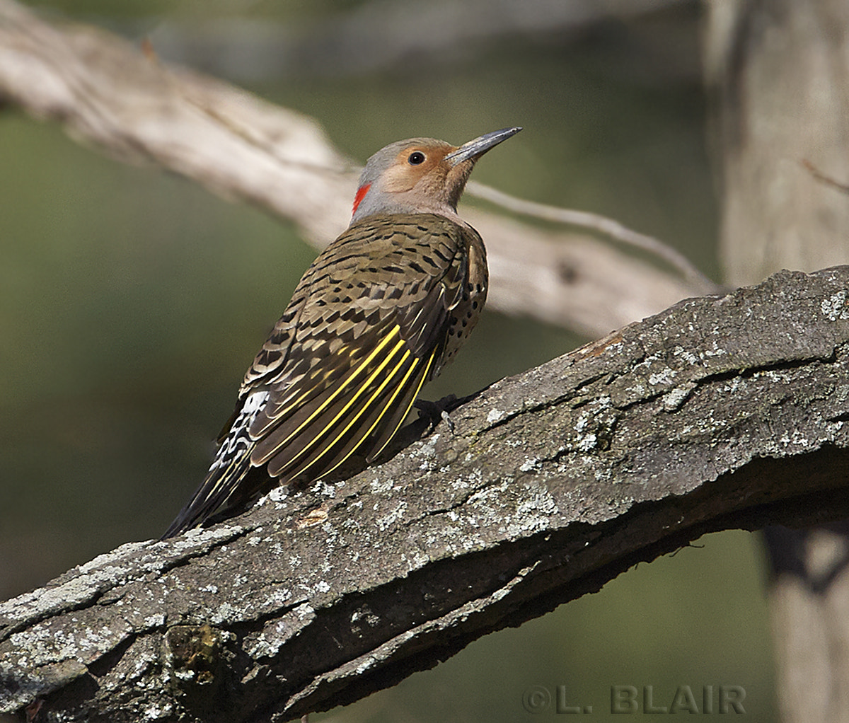 Canon EF 500mm F4L IS USM sample photo. Northern flicker photography