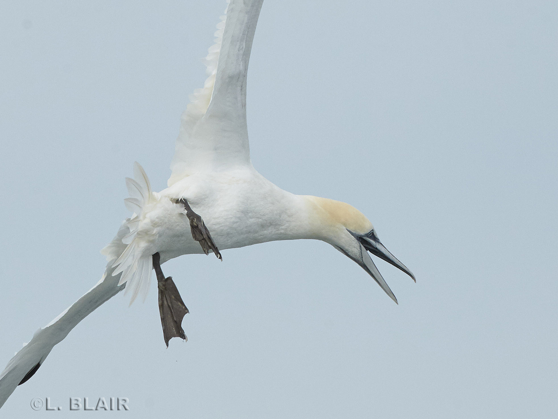 Canon EOS-1D Mark IV + Canon EF 500mm F4L IS USM sample photo. Northern gannet photography