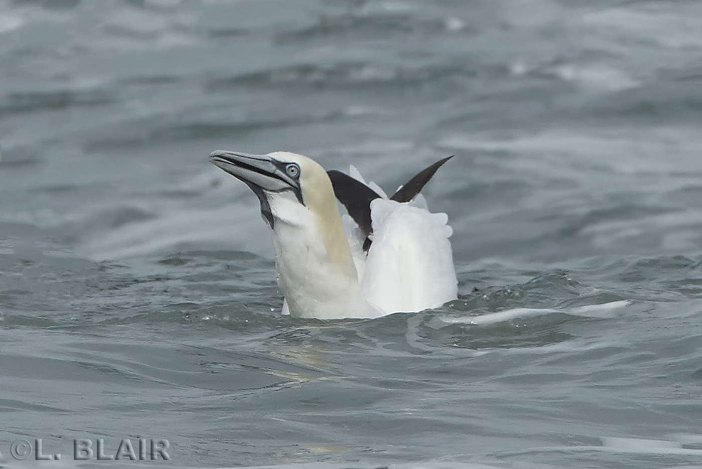 Canon EOS-1D Mark IV + Canon EF 500mm F4L IS USM sample photo. Northern gannet photography