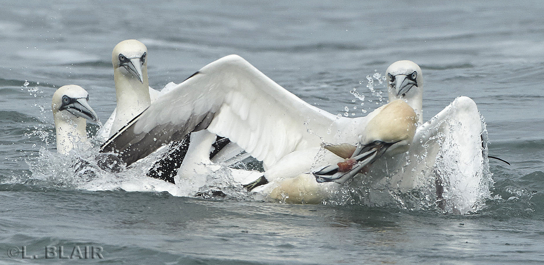 Canon EF 500mm F4L IS USM sample photo. Food fight! photography