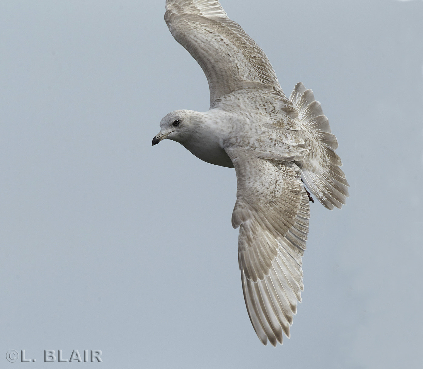 Canon EOS-1D Mark IV + Canon EF 500mm F4L IS USM sample photo. Iceland gull photography