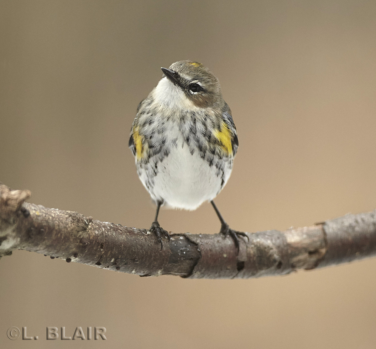Canon EOS-1D Mark IV + Canon EF 500mm F4L IS USM sample photo. Yellow rumped warbler photography