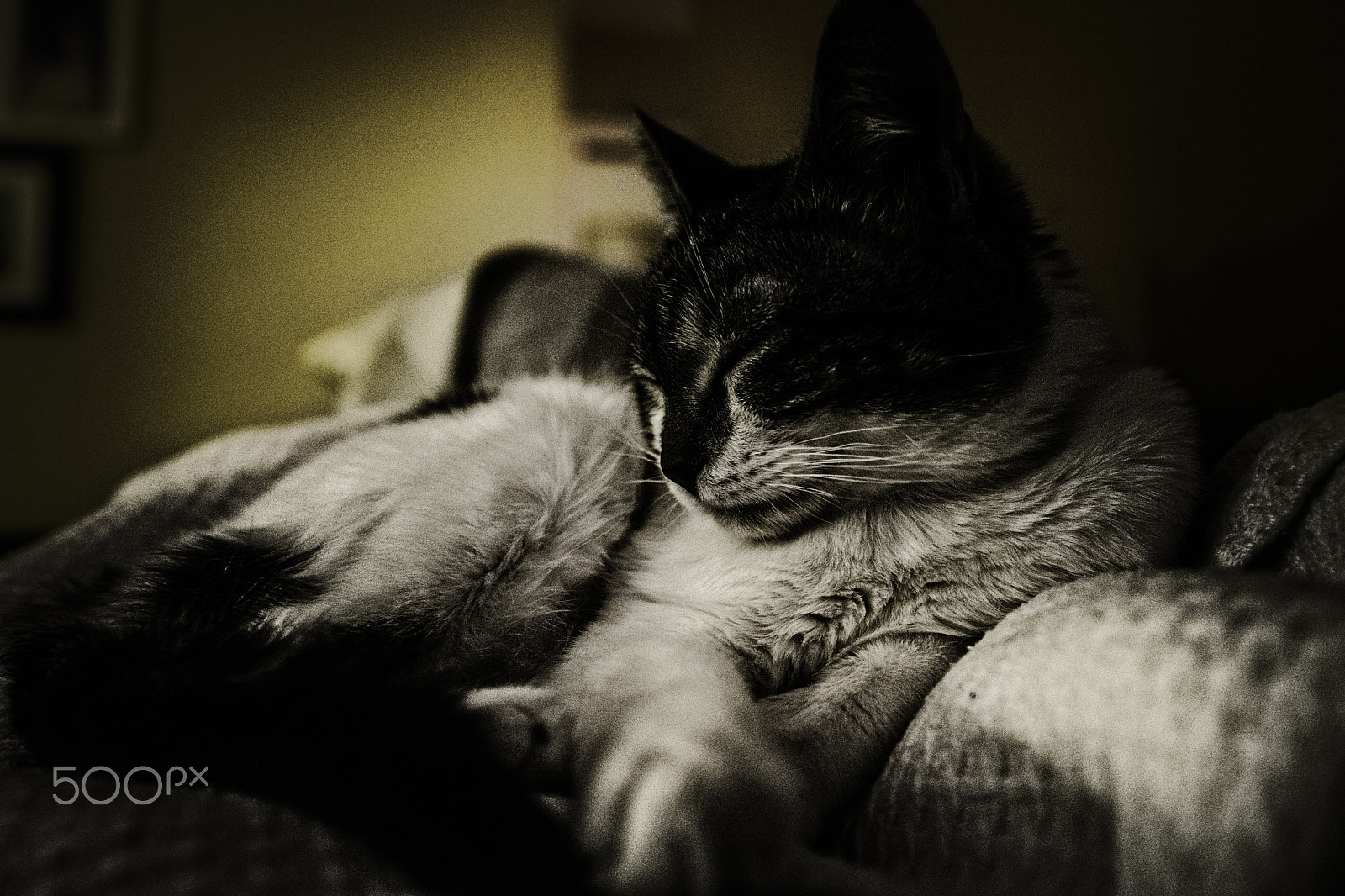 Nikon AF-S Nikkor 14-24mm F2.8G ED sample photo. Kitten dreams photography