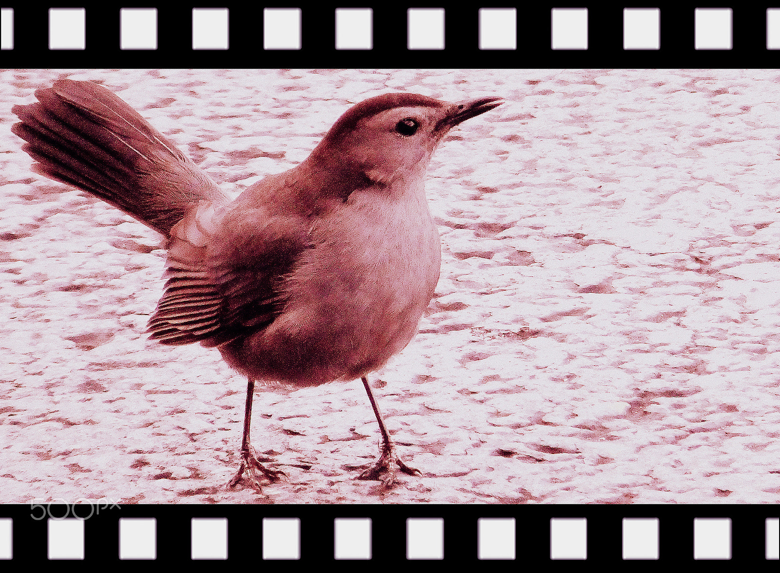 Fujifilm FinePix F850EXR sample photo. Bird cinemascope. vireo gilvus photography