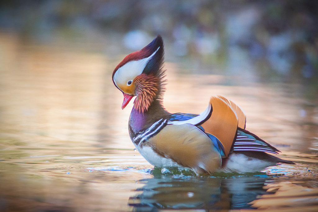 Nikon D810 + AF Nikkor 300mm f/4 IF-ED sample photo. Mandarin duck photography