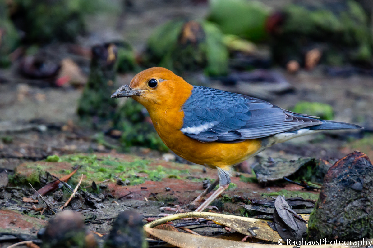 Tamron SP 150-600mm F5-6.3 Di VC USD sample photo. Orange portrat photography