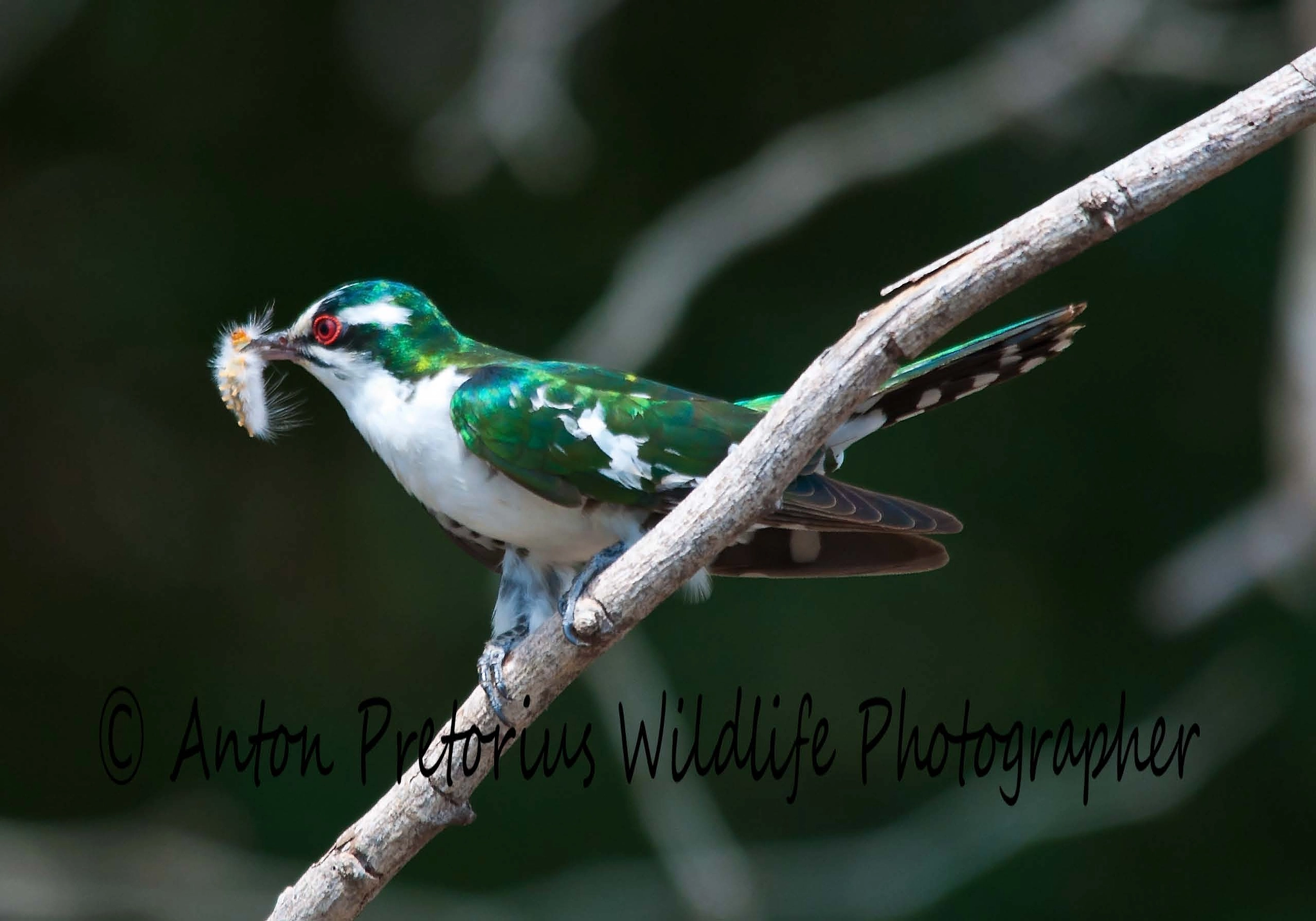 Sigma 150-500mm F5-6.3 DG OS HSM sample photo. Diderick cuckoo photography