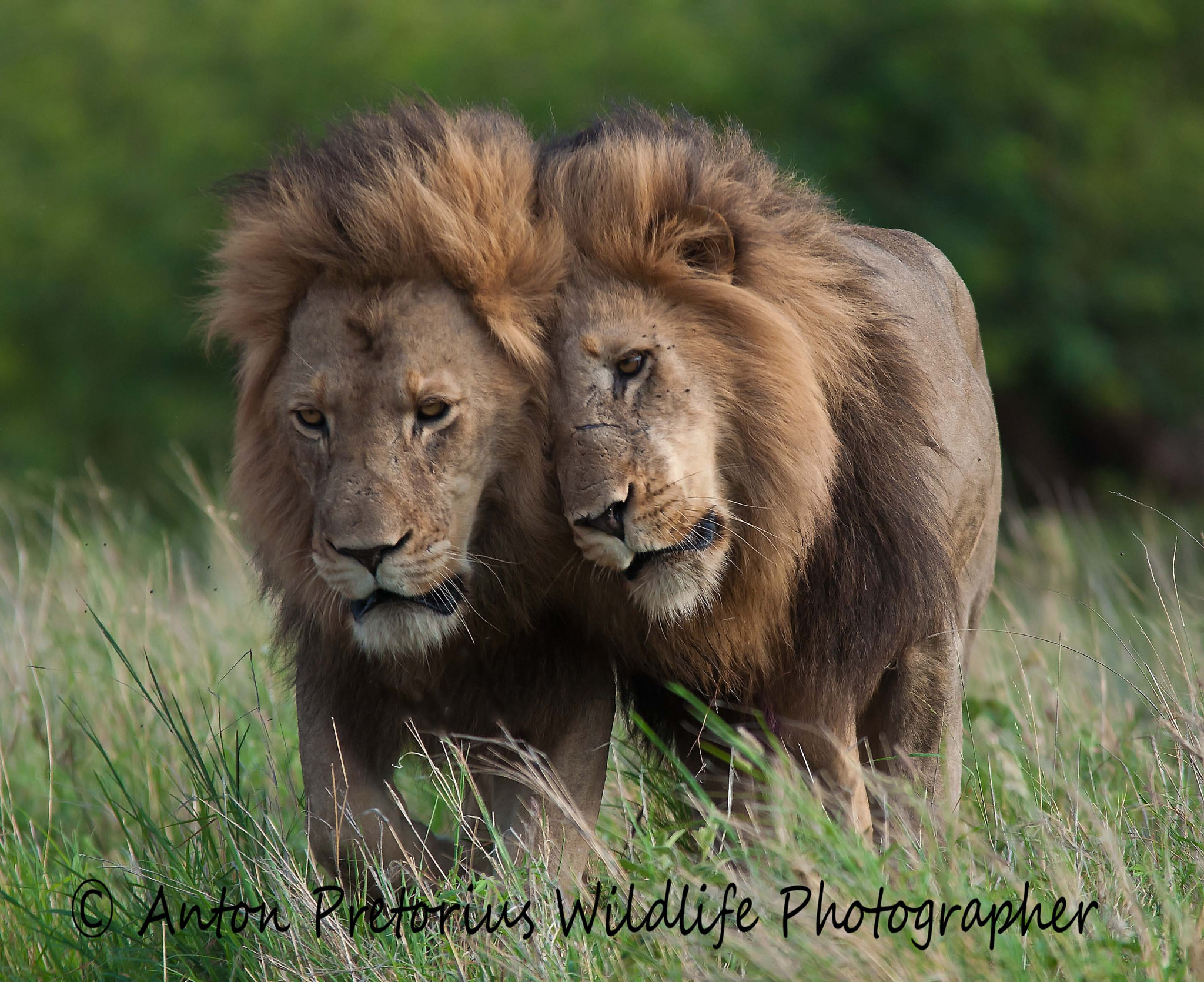 Sigma 150-500mm F5-6.3 DG OS HSM sample photo. Edited photography