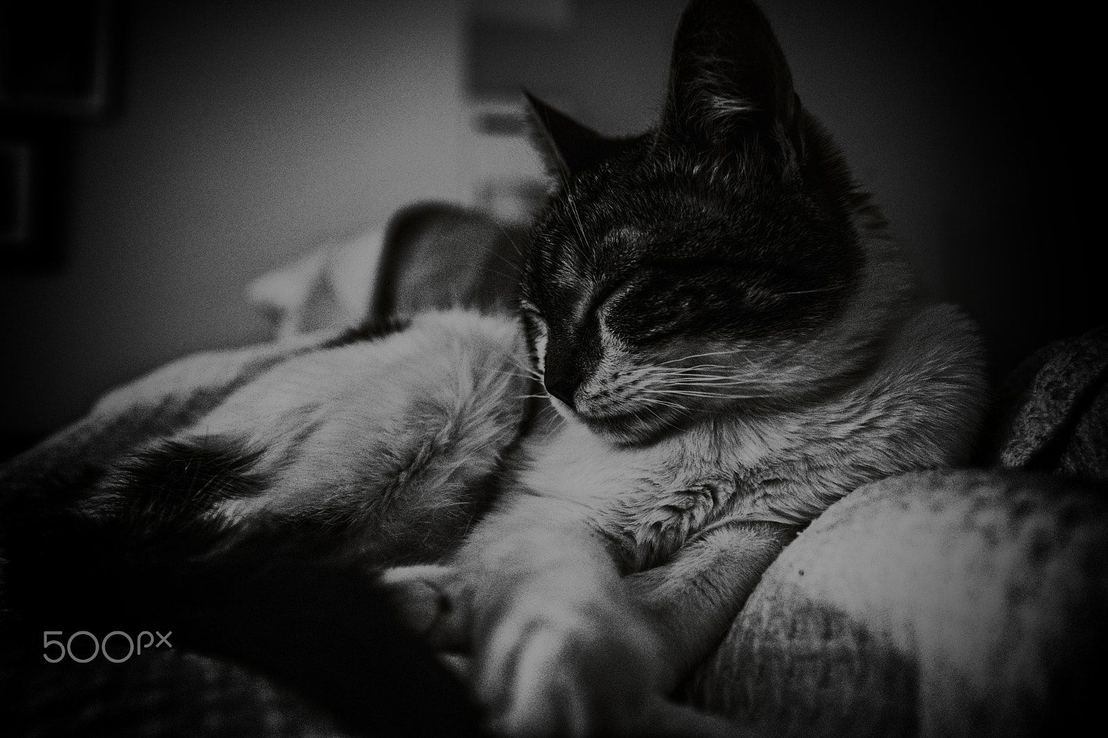 Nikon AF-S Nikkor 14-24mm F2.8G ED sample photo. Kitten dream no.2 photography