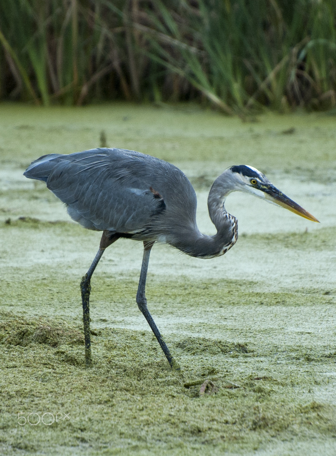 Nikon D70 sample photo. Gray huron photography