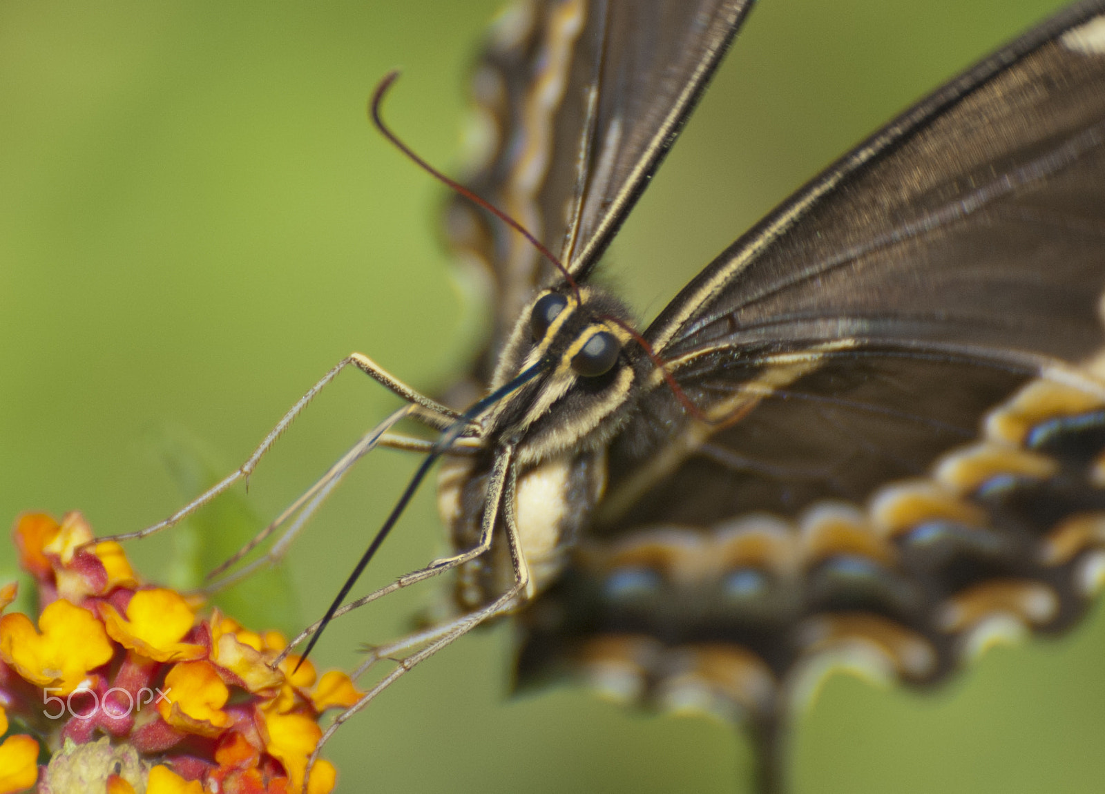 Nikon D70 sample photo. Butterfly photography