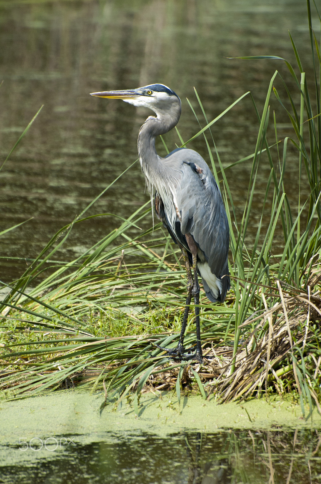 Nikon D70 sample photo. Gray huron photography