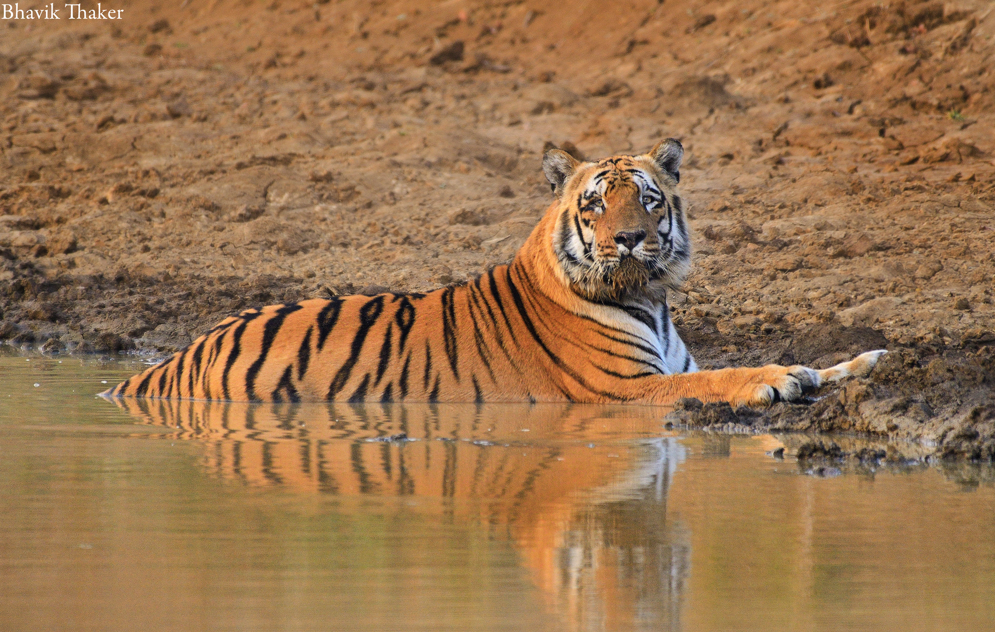 Nikon D7000 + Sigma 50mm F1.4 DG HSM Art sample photo. Dominant wild male tiger photography