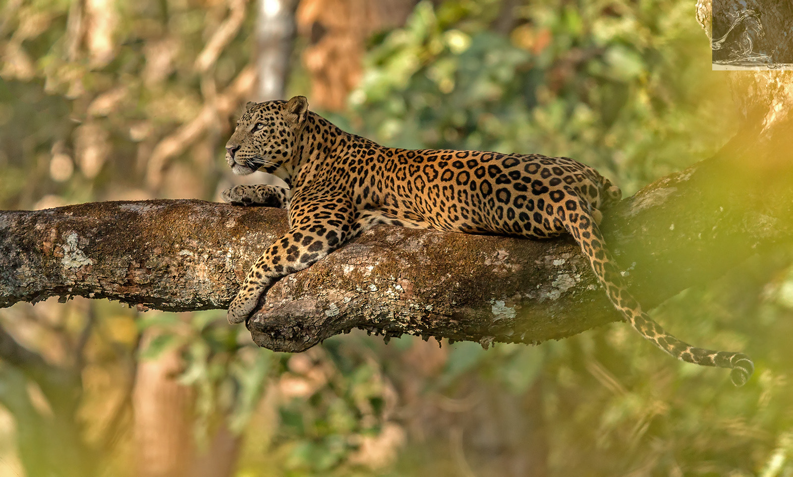 Canon EOS 7D + Canon EF 600mm F4L IS II USM sample photo. Kabini 28 photography