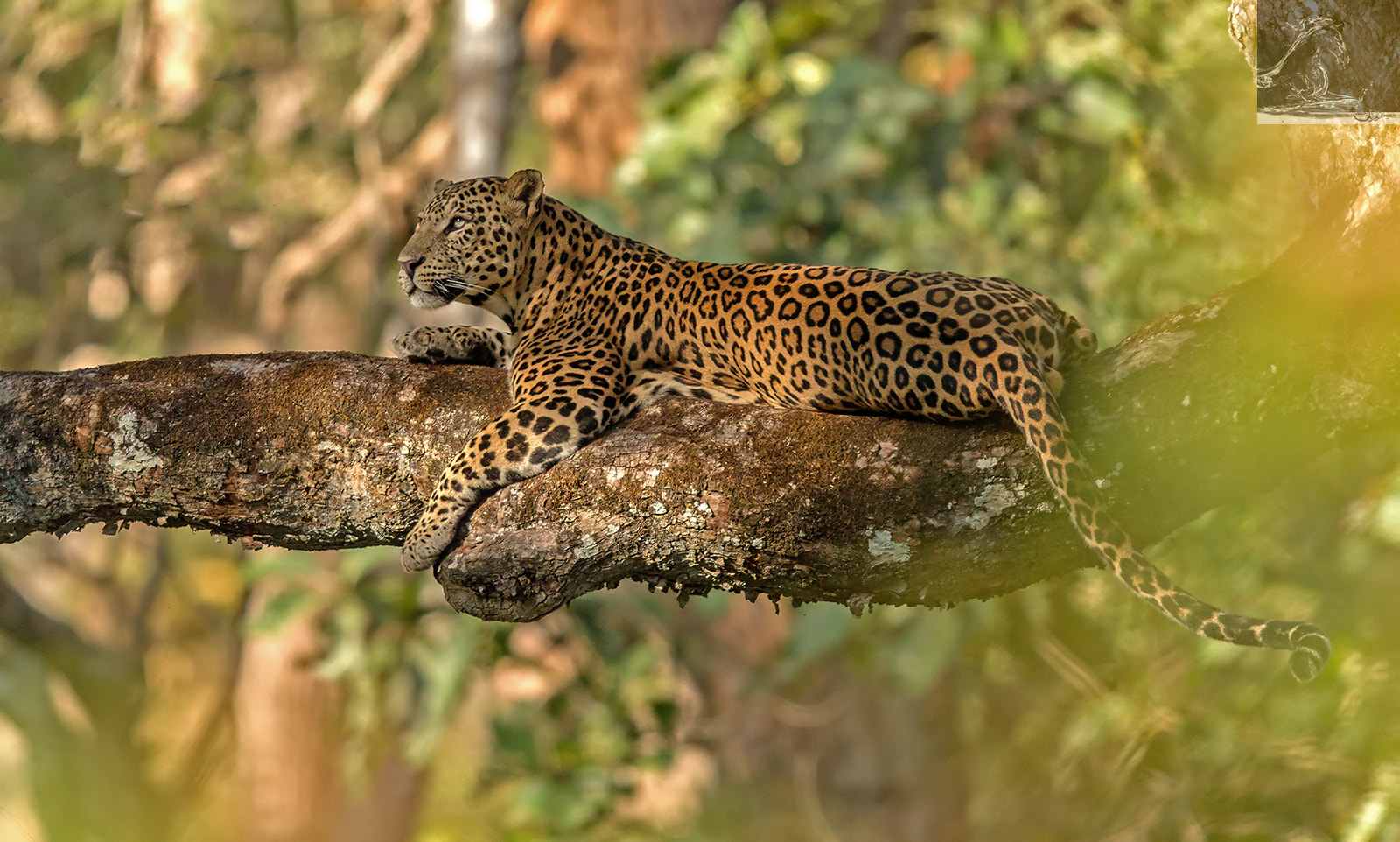 Canon EF 600mm F4L IS II USM sample photo. Kabini 28 photography