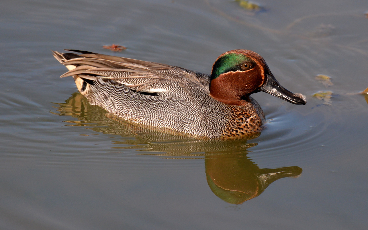 Sigma 150-600mm F5-6.3 DG OS HSM | S sample photo. Anas crecca photography