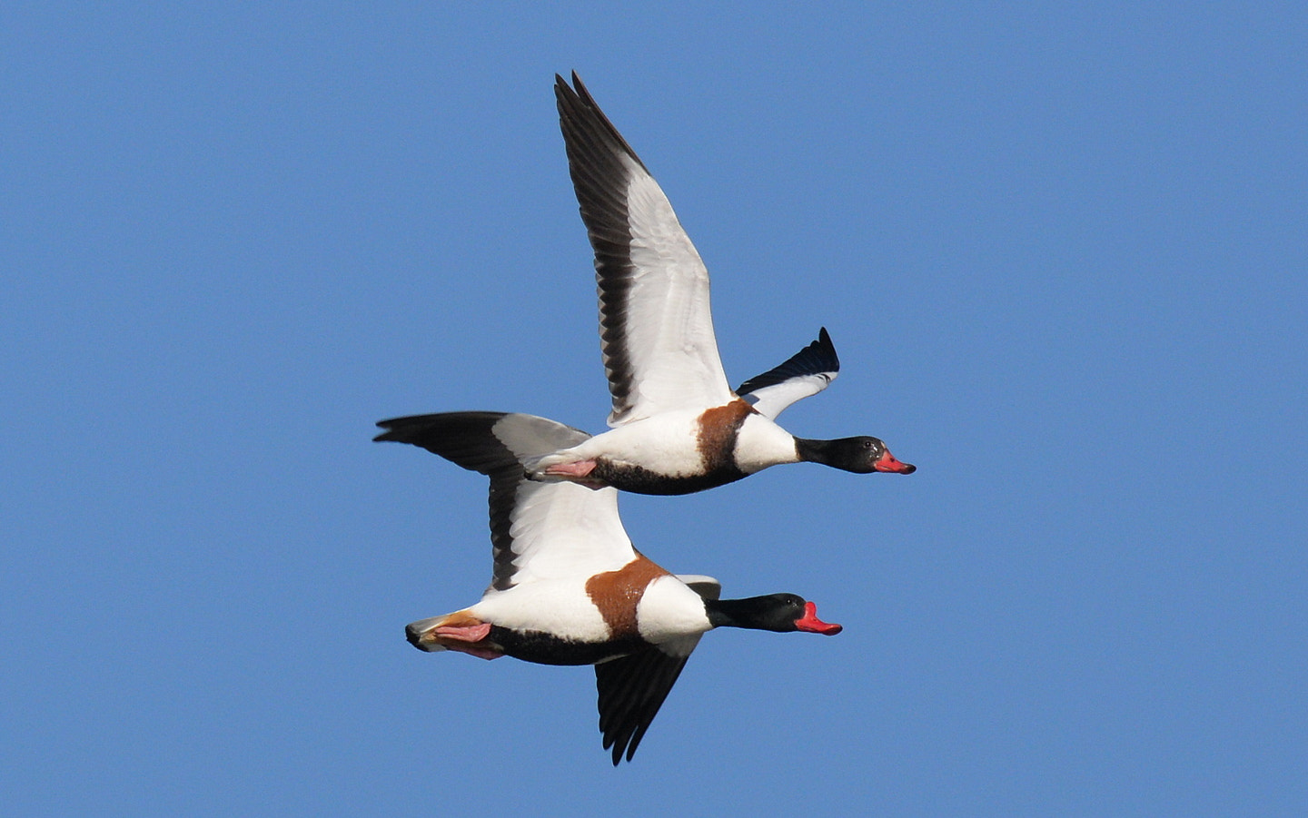 Sigma 150-600mm F5-6.3 DG OS HSM | S sample photo. Tadorna tadorna photography
