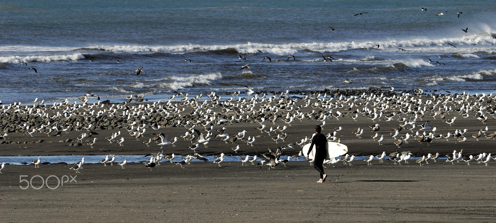 Nikon AF-S Nikkor 300mm F2.8G ED-IF VR sample photo. Surfing with seagull photography