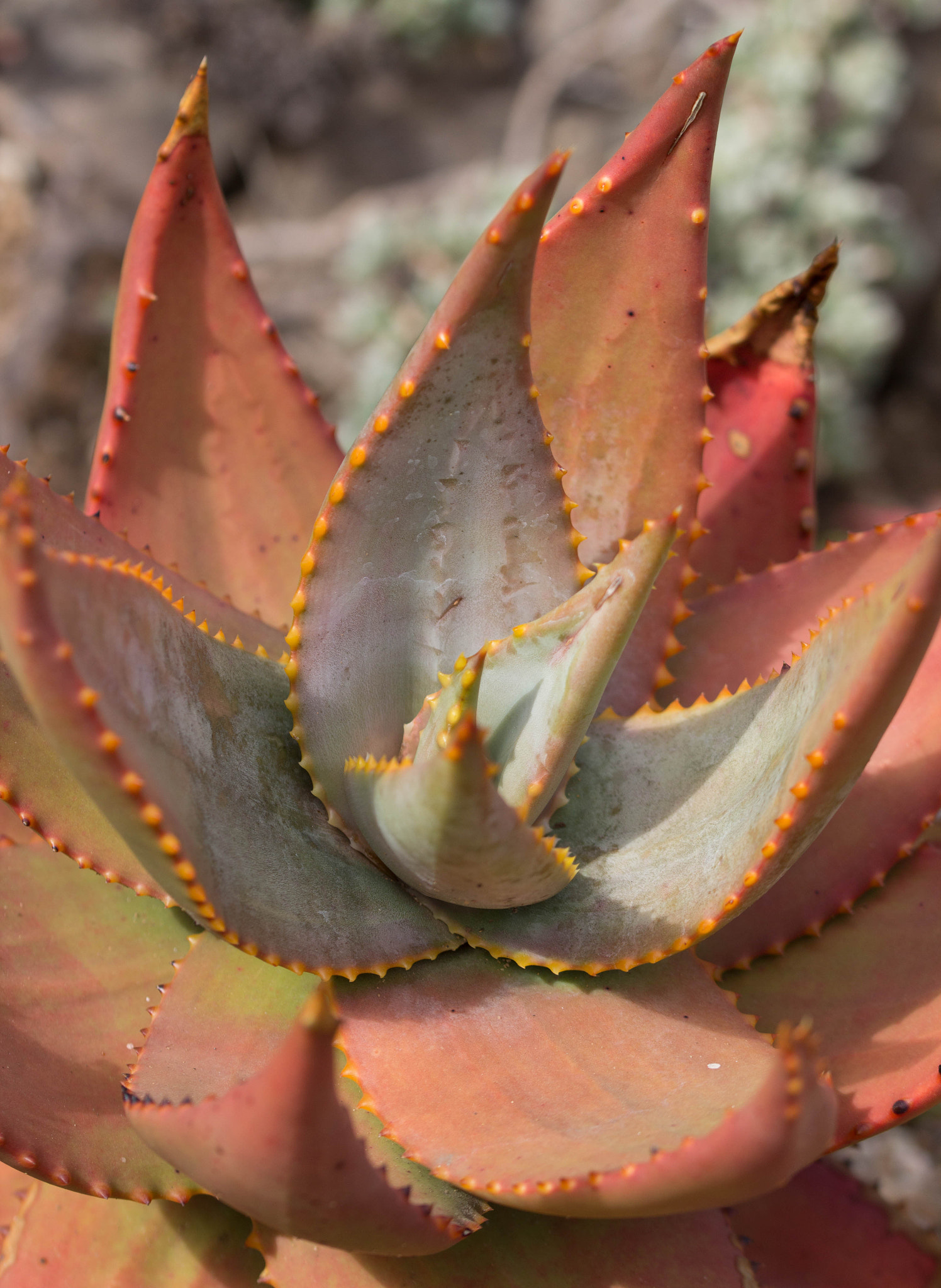 Sigma 105mm F2.8 EX DG OS HSM sample photo. Pointy photography