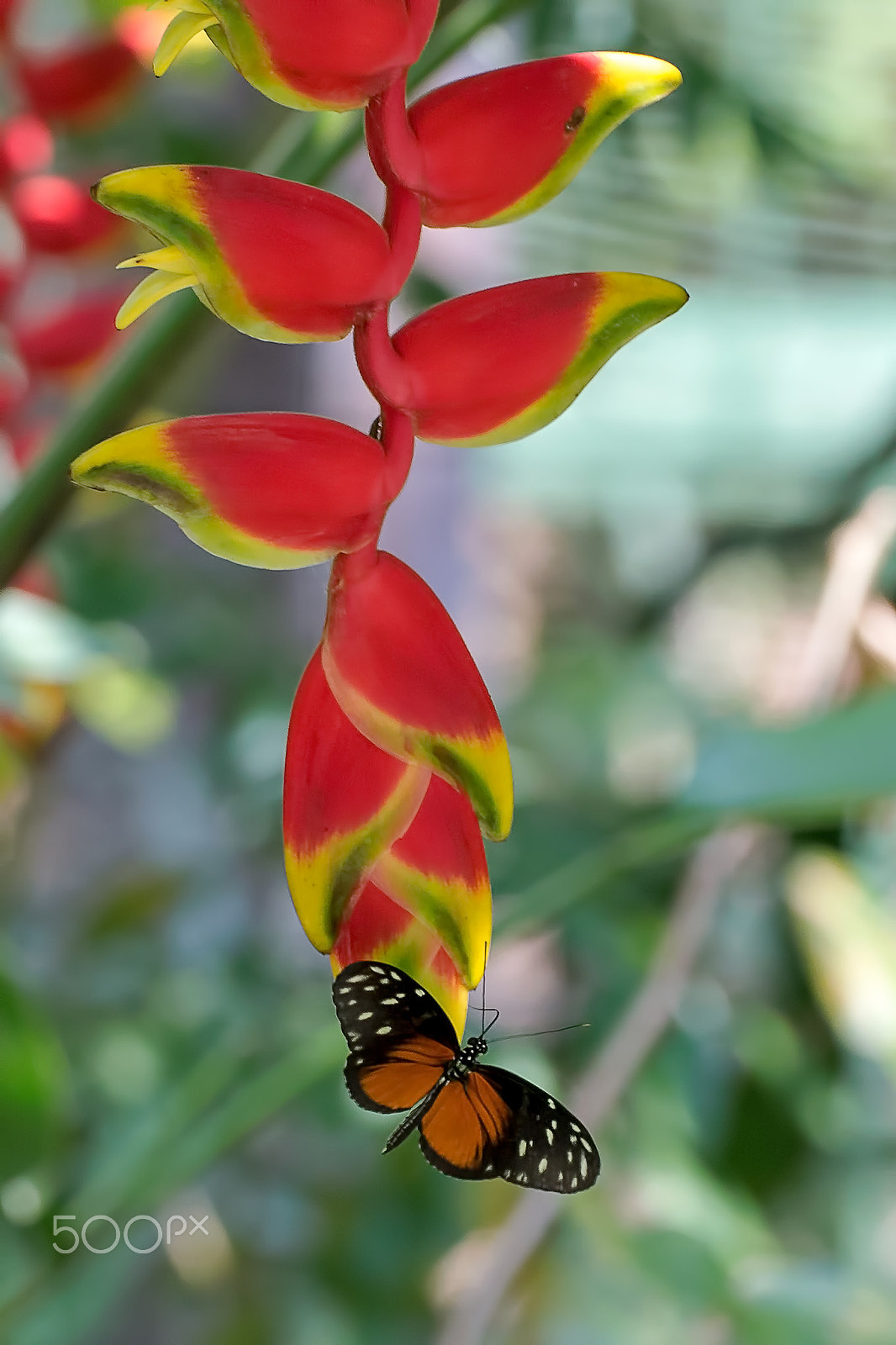 Canon EF 180mm F3.5L Macro USM sample photo. Heliconius on heliconia photography