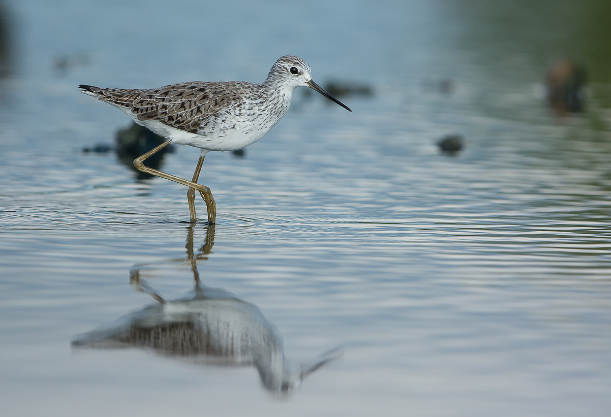 Nikon AF-S Nikkor 600mm F4G ED VR sample photo. Marsh sandpiper photography