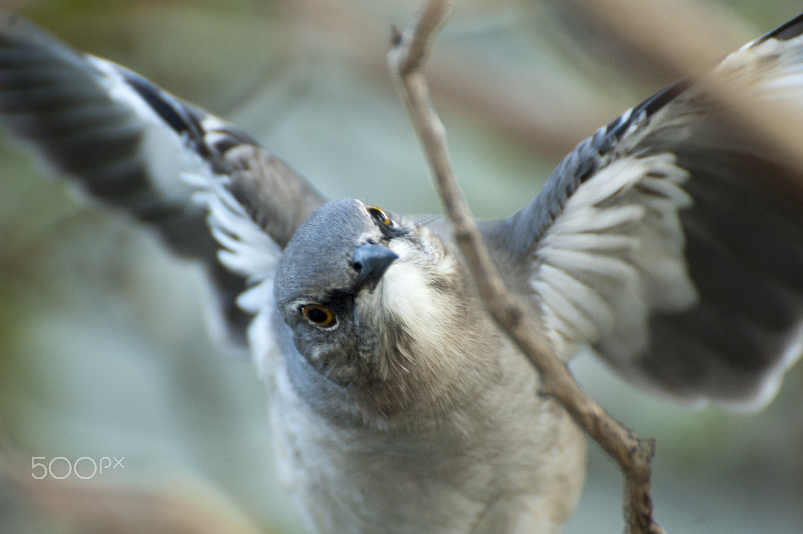Nikon D70 sample photo. Bird photography