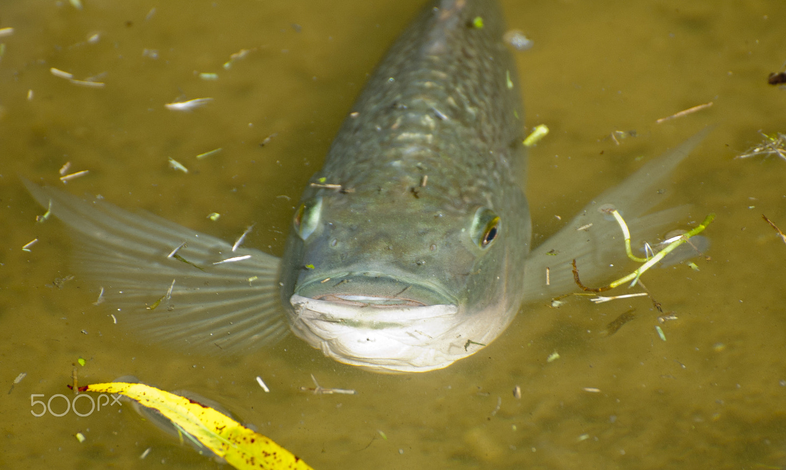 Nikon D70 sample photo. Curious fish photography