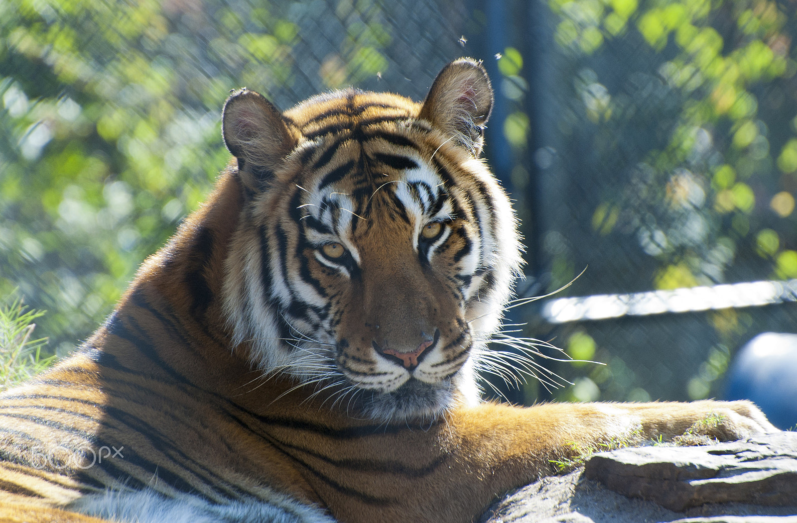 Nikon D70 sample photo. Tiger: eyes to eyes photography
