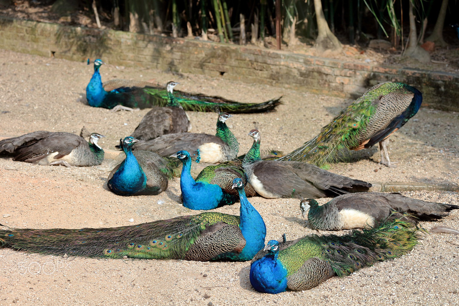 Canon EF 70-300mm F4-5.6L IS USM sample photo. Many of the peacock photography
