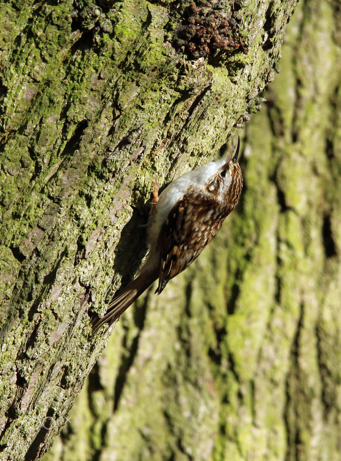 Sigma 150-500mm F5-6.3 DG OS HSM sample photo. Treecreeper photography
