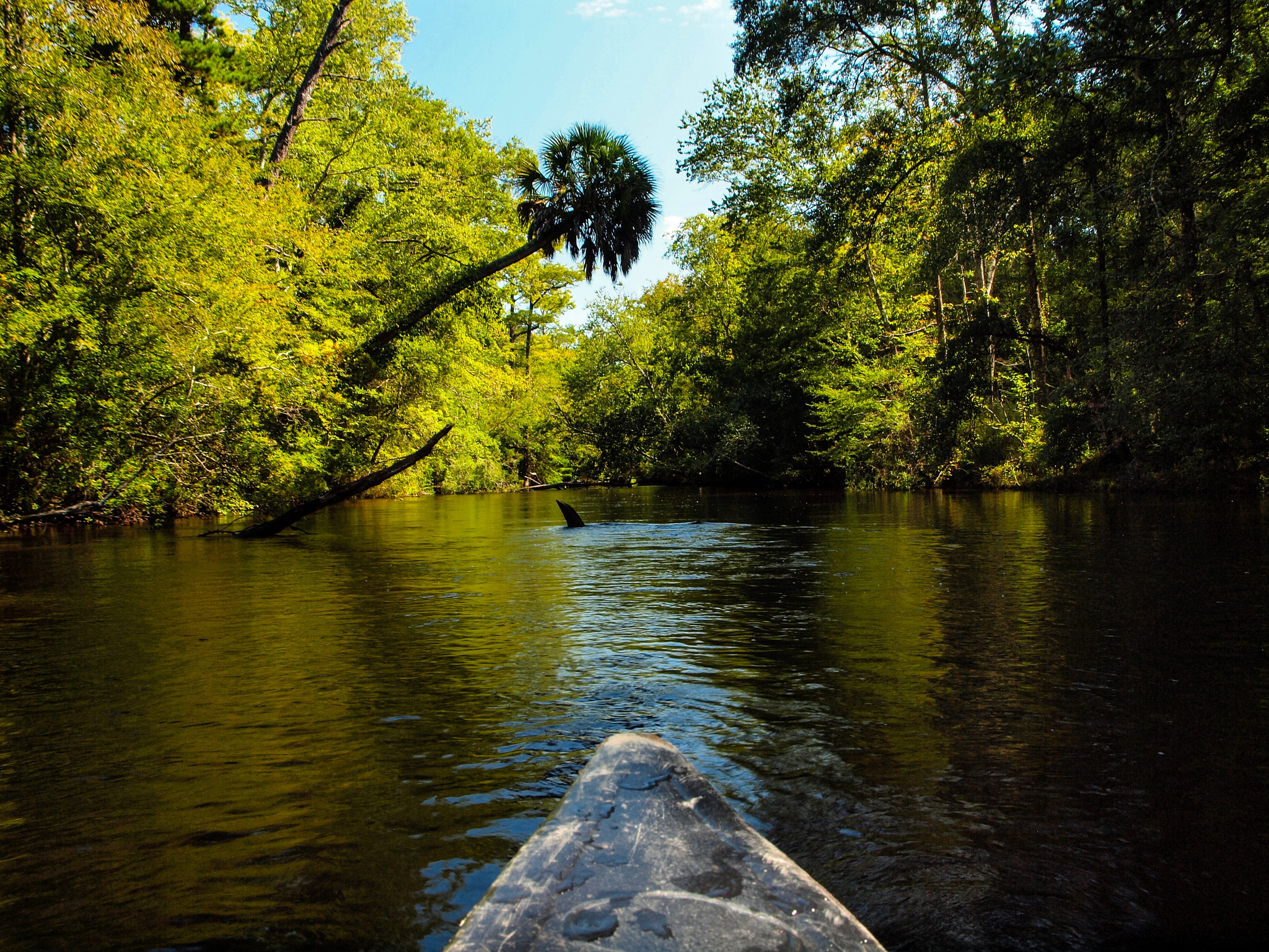 Olympus E-600 (EVOLT E-600) + OLYMPUS 14-42mm Lens sample photo. Canoe view on econfina creek photography