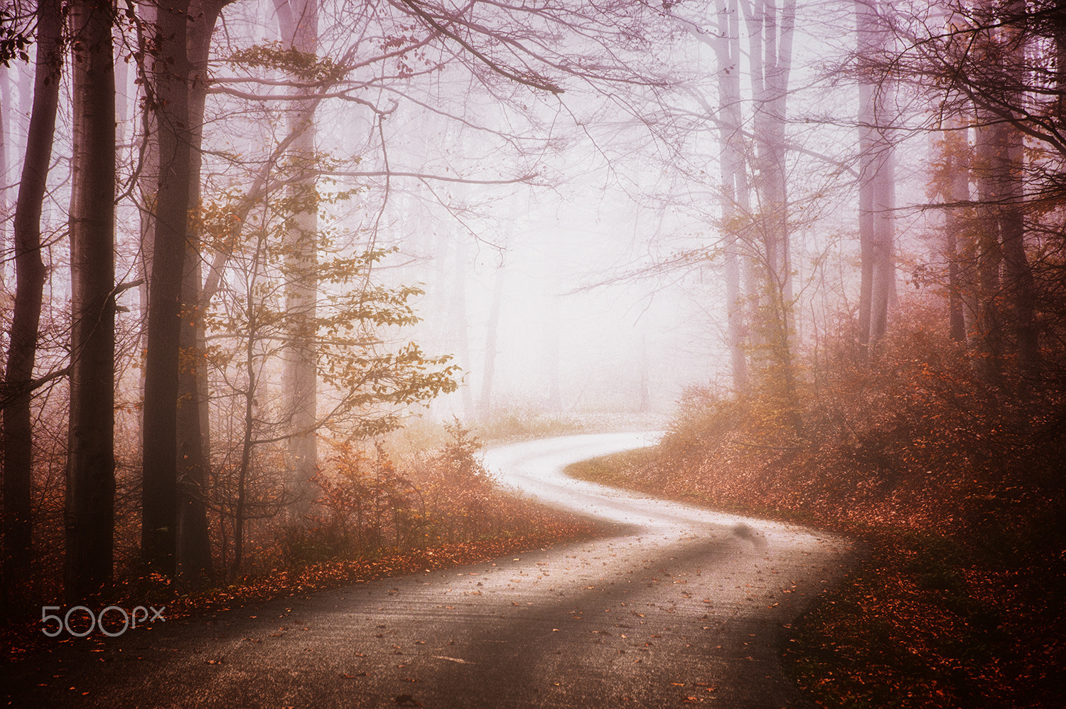 Sony Alpha DSLR-A580 + Sigma 18-200mm F3.5-6.3 DC sample photo. Road in the forest photography