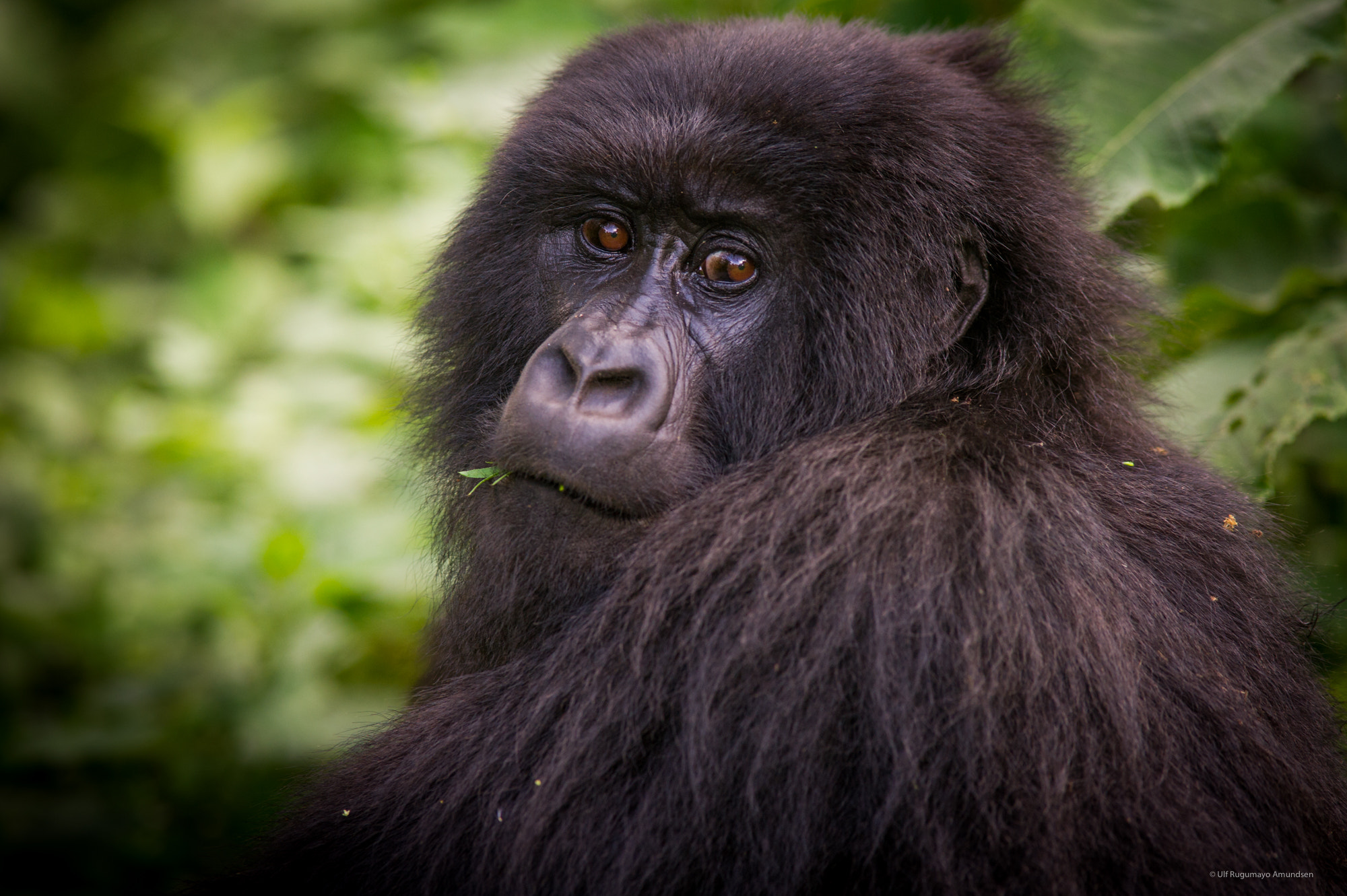 Nikon D3S + Sigma 300mm F2.8 APO EX DG HSM sample photo. Female mountain gorilla photography