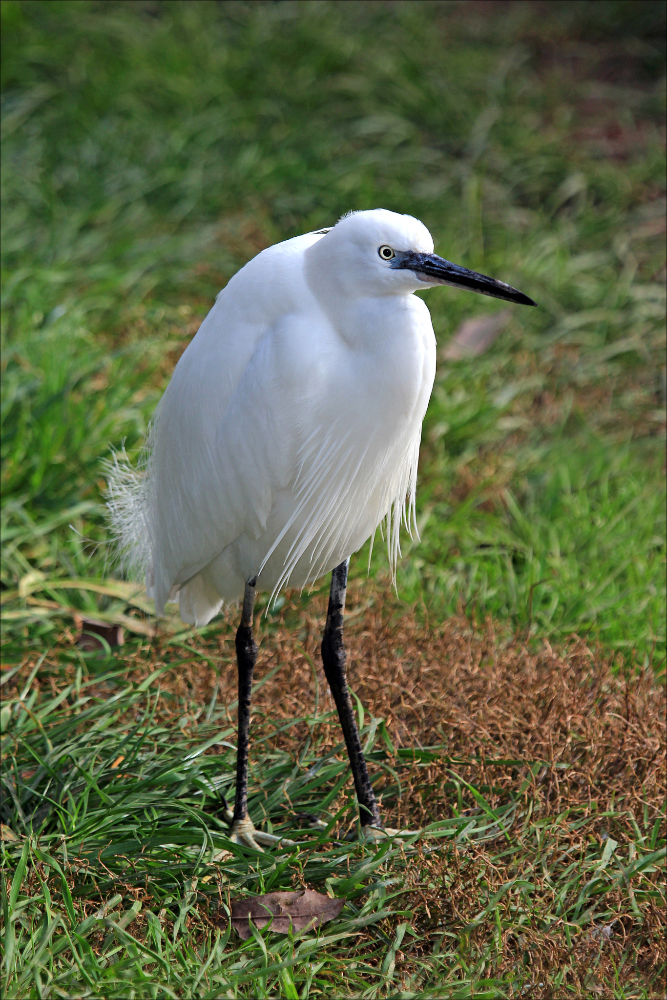 Canon EF 100-400mm F4.5-5.6L IS USM sample photo. Garza photography