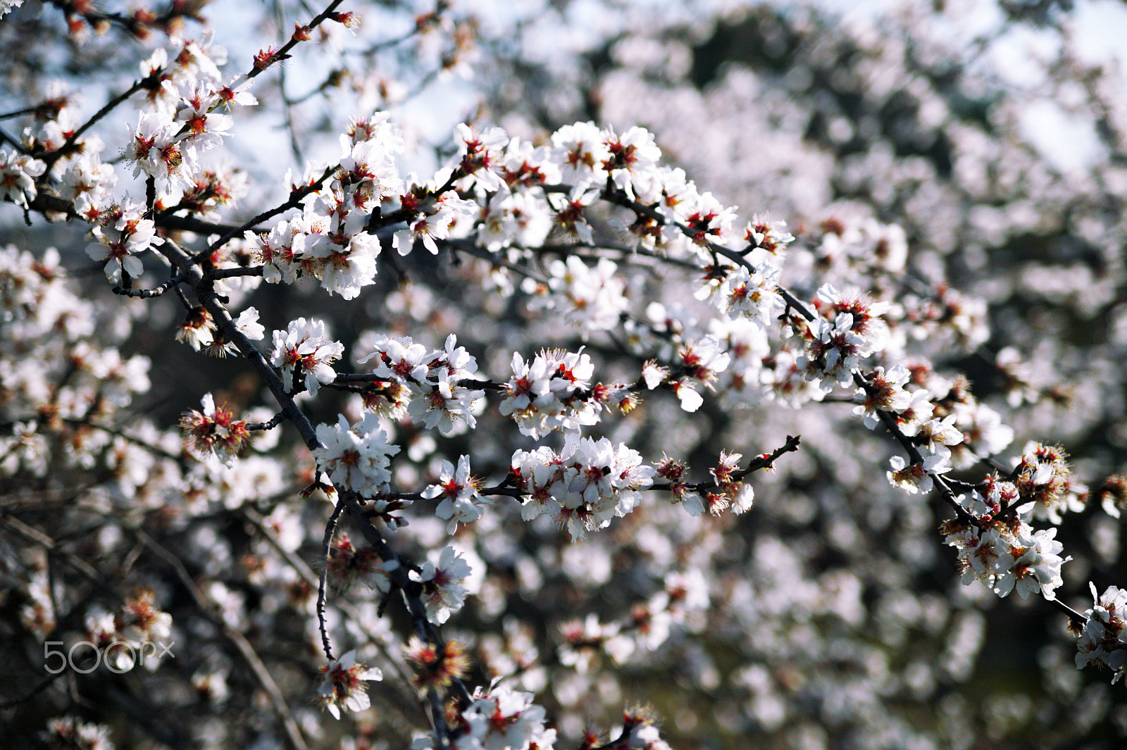 Canon EOS-1Ds sample photo. Spring photography