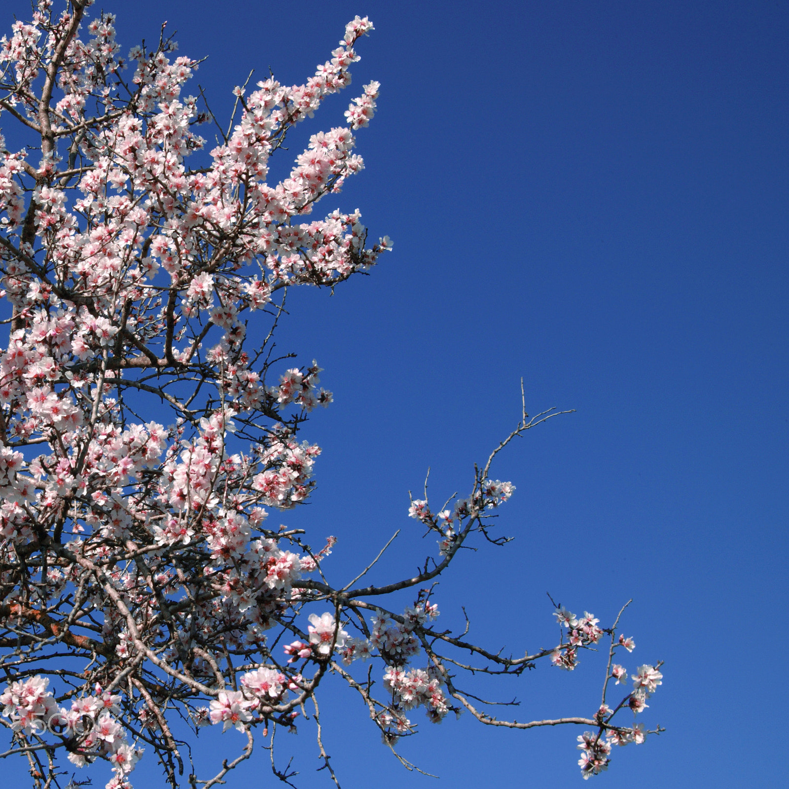 Canon EOS-1Ds sample photo. Spring photography