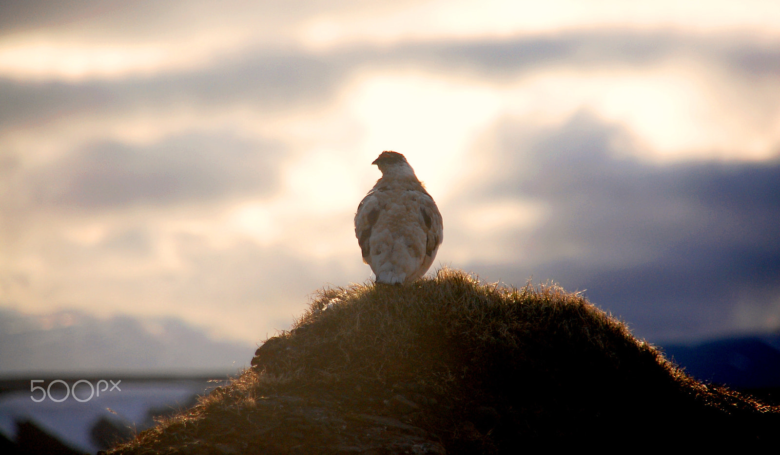Nikon D50 + Sigma 18-200mm F3.5-6.3 DC sample photo. Arctic ptarmigan photography