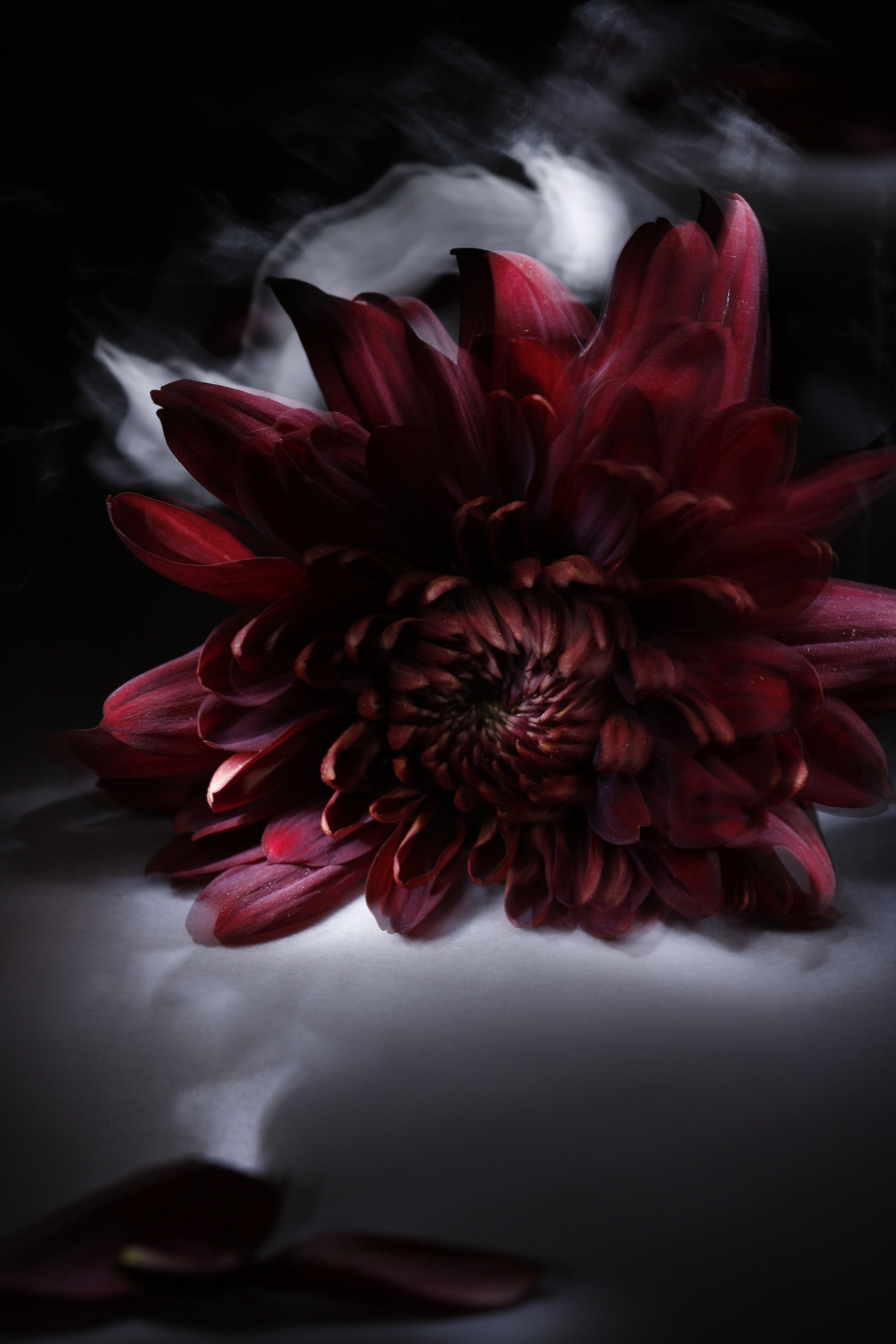 Canon EF 100mm F2.8 Macro USM sample photo. Painted flower photography