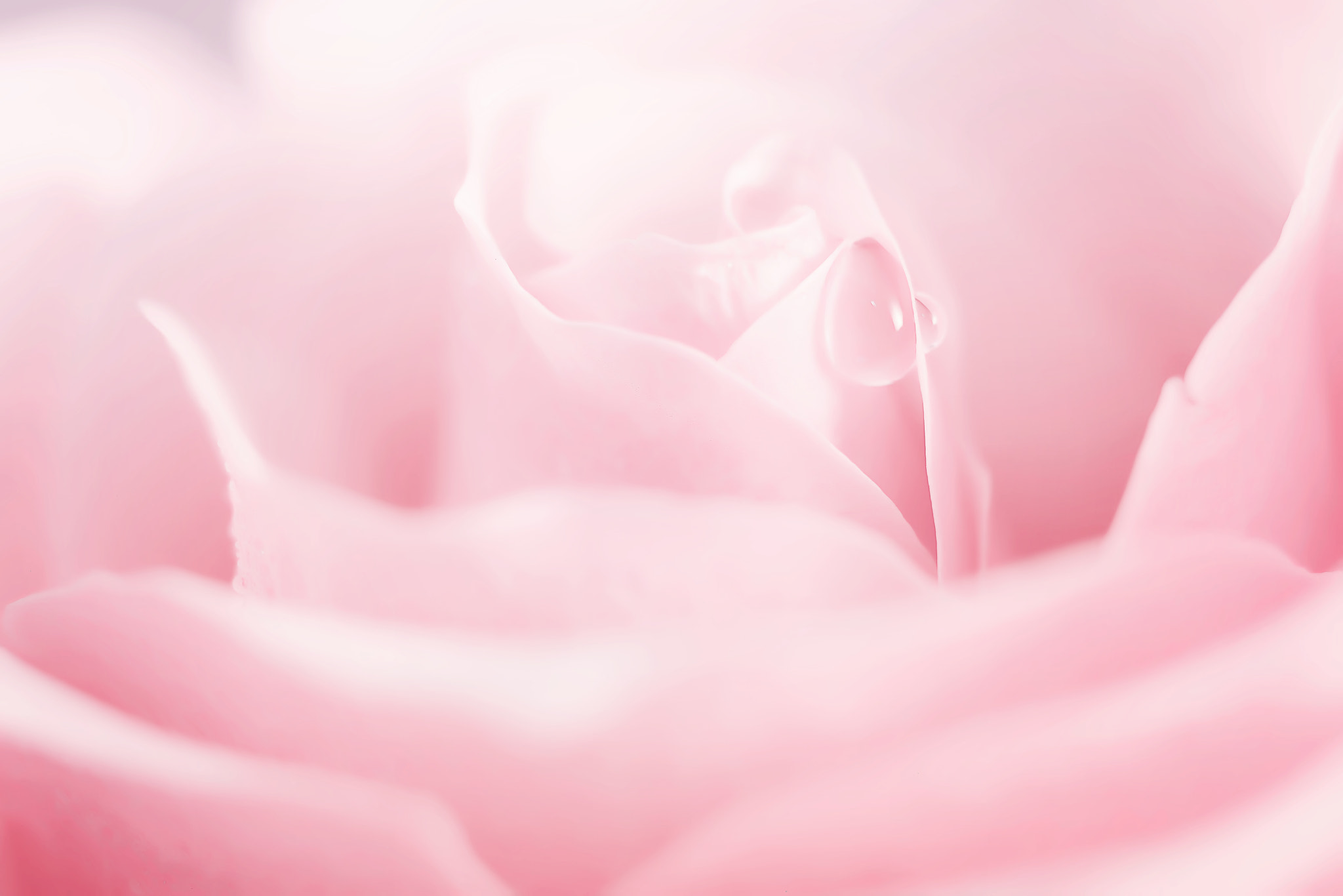 Canon EF 50mm F2.5 Macro sample photo. Devotion photography
