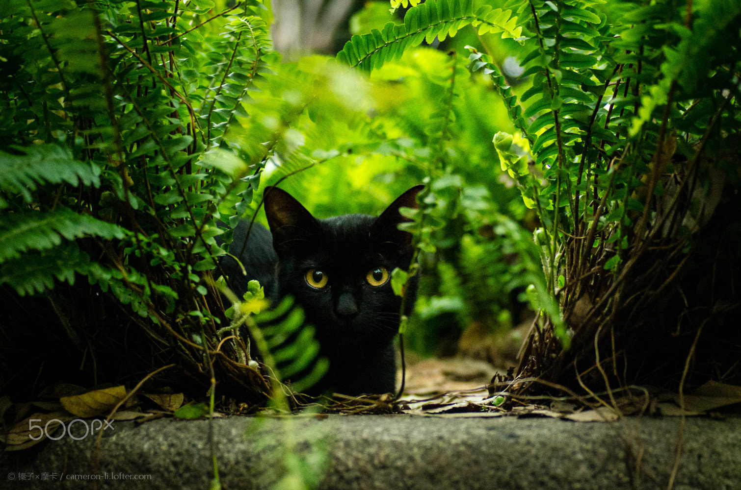 Pentax K-5 + Pentax smc DA 40mm F2.8 Limited sample photo. Black in greens photography